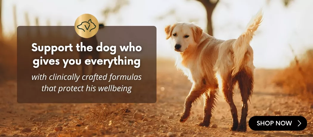 Golden retriever walking on a forest path at sunset, with banner text saying ‘Support the dog who gives you everything – with clinically crafted formulas that protect his wellbeing’. VetriScience dog wellness promotional banner.