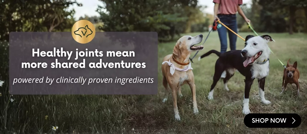Three dogs on leashes standing in a grassy park with their owner in the background, with banner text saying ‘Healthy joints mean more shared adventures – powered by clinically proven ingredients’. VetriScience joint support promotional banner.