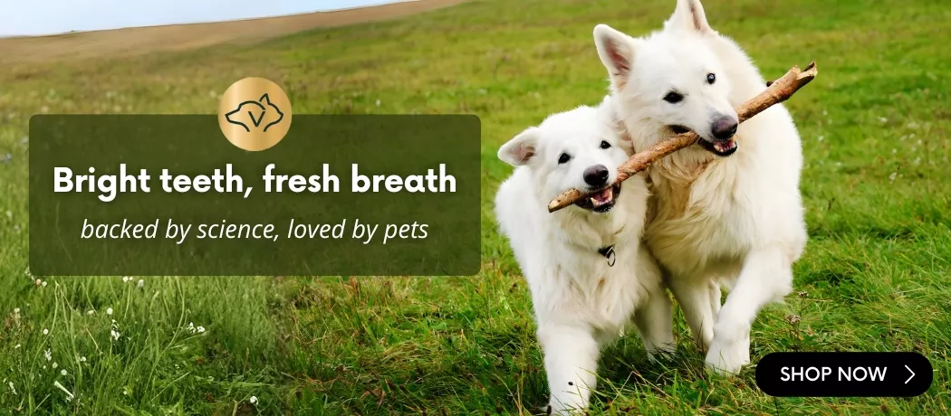 Two white dogs running on a grassy field while carrying a stick together, with banner text saying ‘Bright teeth, fresh breath – backed by science, loved by pets’. VetriScience dental care promotional banner.