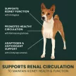 Vet Strength Kidney Health Chews für Hunde & Katzen, Huhn-Geschmack - 60 Stück