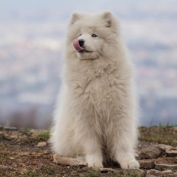 Skin, Coat & Allergy