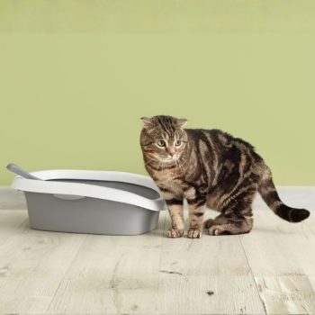 Bladder, Kidney & UT