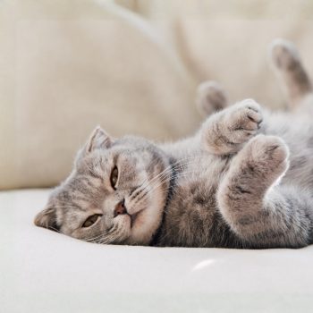 Skin, Coat & Allergy